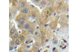 IHC-P analysis of Liver tissue, with DAB staining. (FUCA1 anticorps  (AA 170-420))