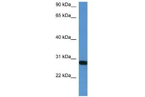 WB Suggested Anti-Hoxb1 Antibody Titration:  0. (HOXB1 anticorps  (C-Term))