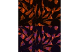 Immunofluorescence analysis of L929 cells using LHPP antibody (ABIN7269358) at dilution of 1:100.