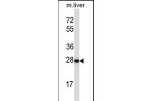 HELT Antibody (Center) (ABIN657547 and ABIN2846562) western blot analysis in mouse liver tissue lysates (35 μg/lane). (HELT anticorps  (AA 131-160))
