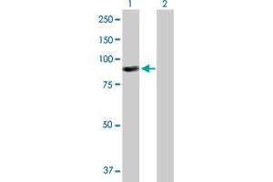Western Blot analysis of ARHGEF6 expression in transfected 293T cell line by ARHGEF6 MaxPab polyclonal antibody. (ARHGEF6 anticorps  (AA 1-776))