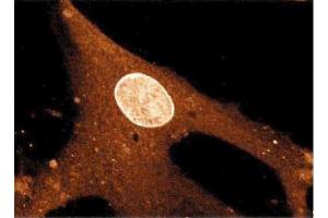 Immunofluorescent staining on WI38 cells.