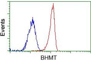 Image no. 2 for anti-Betaine--Homocysteine S-Methyltransferase (BHMT) antibody (ABIN1496916)