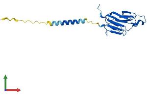 AlphaFold protein structure predicition of Mouse Recombinant Tnfsf18 Protein, UniprotID Q7TS55
