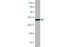 Western Blot detection against Immunogen (36.