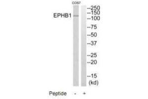 Western blot analysis of extracts from COS7 cells, using EPHB1 antibody. (EPH Receptor B1 anticorps  (C-Term))