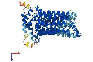 Solute Carrier Family 2 (Facilitated Glucose/fructose Transporter), Member 5 (SLC2A5) (AA 1-501) protein (His tag)