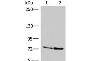 Western blot analysis of A172 and NIH/3T3 cell lysates using DNAJC14 Polyclonal Antibody at dilution of 1:400 (DNAJC14 anticorps)