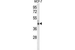 Western blot analysis of ELF3 Antibody (C-term) in MCF-7 cell line lysates (35ug/lane). (ELF3 anticorps  (C-Term))