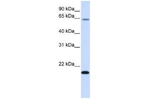 Western Blotting (WB) image for anti-Family with Sequence Similarity 19 (Chemokine (C-C Motif)-Like), Member A3 (FAM19A3) antibody (ABIN2458854)