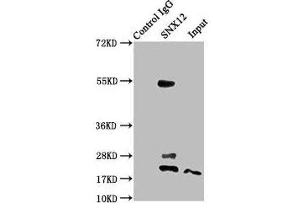 SNX12 antibody  (AA 2-172)