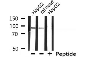 Western blot analysis of extracts from HepG2, rat heart, using BCAR3 Antibody. (BCAR3 anticorps  (C-Term))