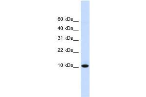 WB Suggested Anti-DDT Antibody Titration:  0. (DDT anticorps  (N-Term))