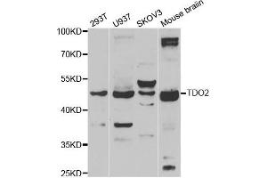 Western blot analysis of extracts of various cell lines, using TDO2 antibody.