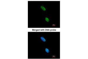 ICC/IF Image Immunofluorescence analysis of paraformaldehyde-fixed HeLa, using LOC727787, antibody at 1:200 dilution.