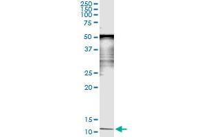 Immunoprecipitation of SAA4 transfected lysate using anti-SAA4 monoclonal antibody and Protein A Magnetic Bead , and immunoblotted with SAA4 MaxPab rabbit polyclonal antibody.