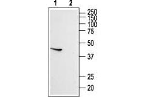 Western blot analysis of rat brain lysate: - 1. (SSTR5 anticorps  (Extracellular, N-Term))