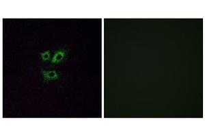 Immunofluorescence analysis of A549 cells, using OR2Y1 antibody. (OR2Y1 anticorps  (Internal Region))