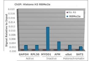 Chromatin Immunoprecipitation of Histone H3 [Asym-dimethyl Arg8] Antibody.