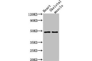 Western Blot Positive WB detected in: Mouse heart tissue, Mouse skeletal muscle tissue All lanes: CD36 antibody at 2 μg/mL Secondary Goat polyclonal to rabbit IgG at 1/50000 dilution Predicted band size: 54, 33, 49, 47 kDa Observed band size: 49 kDa (CD36 anticorps  (AA 191-376))