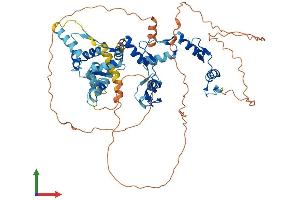 AlphaFold protein structure predicition of Human Recombinant MYNN Protein, UniprotID Q9NPC7