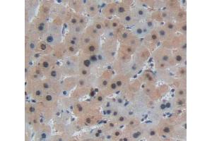 IHC-P analysis of Human Tissue, with DAB staining. (NR0B2 anticorps  (AA 1-257))