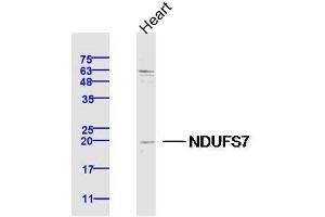 Lane 1: Mouse Heart lysates probed with NDUFS7 Polyclonal Antibody, Unconjugated  at 1:300 overnight at 4˚C. (NDUFS7 anticorps  (AA 101-160))