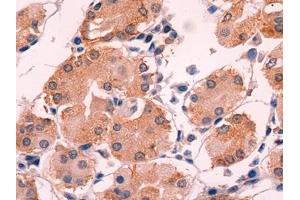 Detection of ADM in Human Stomach Tissue using Monoclonal Antibody to Adrenomedullin (ADM)