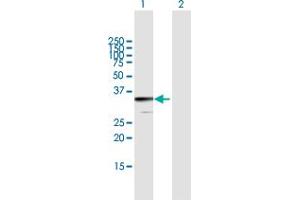 Western Blot analysis of JAZF1 expression in transfected 293T cell line by JAZF1 MaxPab polyclonal antibody. (JAZF1 anticorps  (AA 1-243))