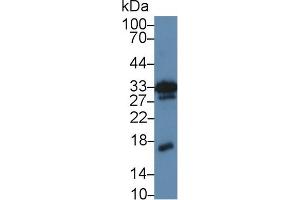 Western Blot; Sample: Mouse Kidney lysate; Primary Ab: 5µg/ml Rabbit Anti-Mouse MK Antibody Second Ab: 0. (Midkine anticorps  (AA 22-140))