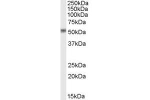 ABIN334498 (0. (STEAP4 anticorps  (C-Term))