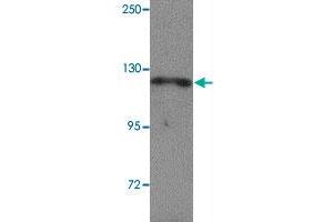 Western blot analysis of NLRP13 in K-562 cell lysate with NLRP13 polyclonal antibody  at 1 ug/mL. (NLRP13 anticorps  (N-Term))