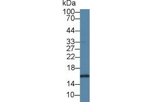 Detection of SUMO2 in Porcine Liver lysate using Polyclonal Antibody to Small Ubiquitin Related Modifier Protein 2 (SUMO2)