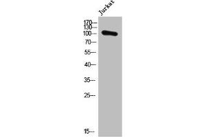 Western Blot analysis of Jurkat cells using PMS1 Polyclonal Antibody (PMS1 anticorps  (Internal Region))
