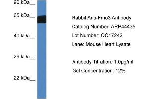 Western Blotting (WB) image for anti-Flavin Containing Monooxygenase 3 (FMO3) (Middle Region) antibody (ABIN2781863) (FMO3 anticorps  (Middle Region))