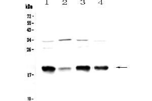 Western blot analysis of Galanin using anti-Galanin antibody . (GAL anticorps)