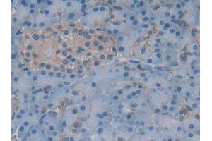 Detection of GKN1 in Human Pancreas Tissue using Polyclonal Antibody to Gastrokine 1 (GKN1)