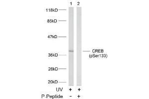 Image no. 2 for anti-cAMP Responsive Element Binding Protein 1 (CREB1) (pSer133) antibody (ABIN196704) (CREB1 anticorps  (pSer133))