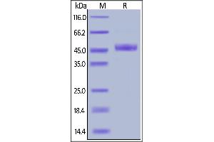 Cynomolgus PVRIG, Fc Tag on  under reducing (R) condition.
