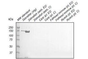 Western Blotting (WB) image for anti-Vitellogenin (VTG) antibody (ABIN123821) (Vitellogenin anticorps)