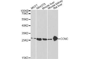 Western blot analysis of extracts of various cell lines, using CCNC antibody (ABIN2561645) at 1:1000 dilution. (Cyclin C anticorps)