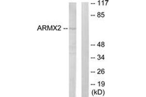 Western blot analysis of extracts from 293 cells, using ARMCX2 Antibody. (ARMCX2 anticorps  (AA 321-370))