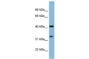WB Suggested Anti-RAGE Antibody Titration: 0. (RAGE anticorps  (N-Term))