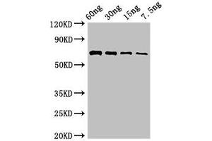 Western Blot Positive WB detected in Recombinant protein All lanes: pvdA antibody at 2. (PvdA (AA 1-443) anticorps)