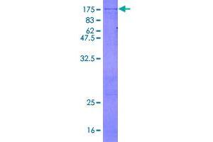 Image no. 1 for Mitogen-Activated Protein Kinase 7 (MAPK7) (AA 1-677) protein (GST tag) (ABIN1310300)