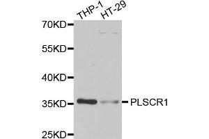 Western blot analysis of extracts of THP1 and HT29 cell lines, using PLSCR1 antibody.