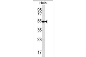 SCHIP1 Antibody (Center) (ABIN656782 and ABIN2846000) western blot analysis in Hela cell line lysates (35 μg/lane). (SCHIP1 anticorps  (AA 90-118))