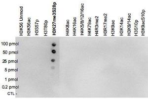 A Dot Blot analysis was performed to test the cross reactivity of H3K27me3S28p polyclonal antibody  with peptides containing other modifications of histone H3 and H4 and with peptides containing unmodified sequences from histone H3. (Histone 3 anticorps  (H3K27me3, pSer10))