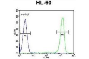 Flow cytometric analysis of HL-60 cells using ITIH1 / IGHEP1 Antibody (Center) Cat. (ITIH1 anticorps  (Middle Region))