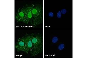 ABIN185555 Immunofluorescence analysis of paraformaldehyde fixed HepG2 cells, permeabilized with 0.